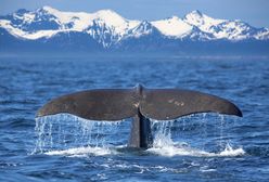 Nie trzeba jechać na koniec świata, aby zobaczyć wieloryby. Można je spotkać także w Europie