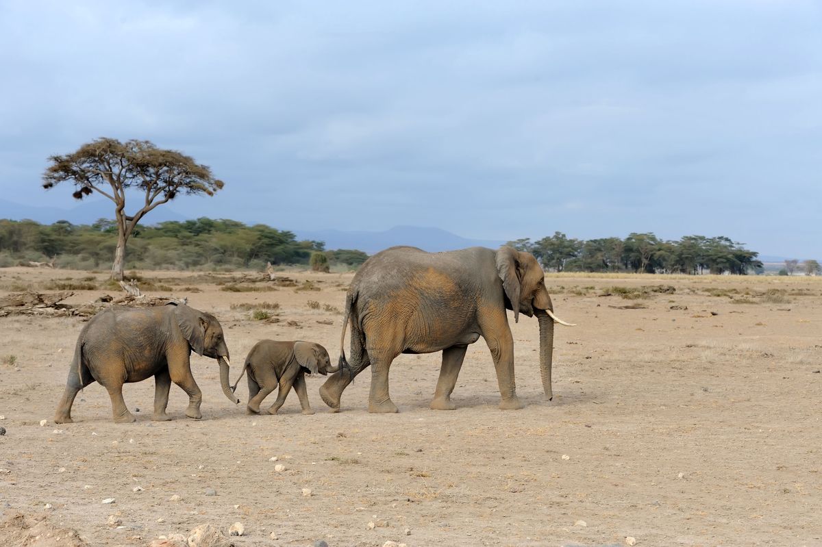 Populacja słoni gwałtownie spadła w ciągu ostatnich 100 lat 