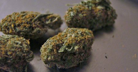 Marihuana będzie uprawiana w Polsce. Ministerstwo: Tylko do celów leczniczych