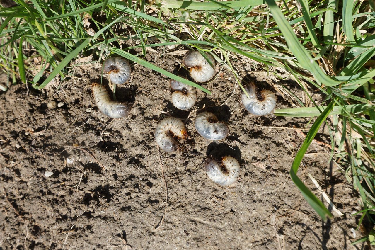 Eradicating garden grubs: A simple, eco-friendly solution unveiled