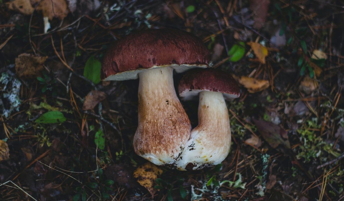Grzybobranie. Fot. Pexels