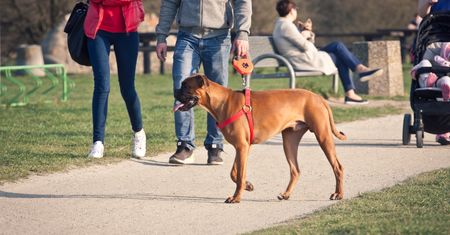 Rząd wprowadza nowe grzywny. Z wyższymi mandatami muszą liczyć się m.in. właściciele psów