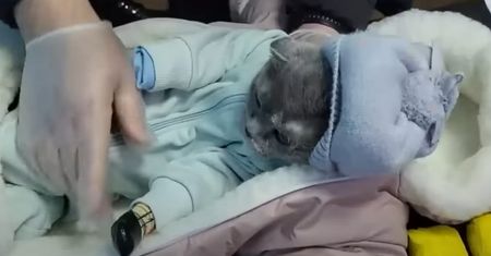 Narkotyki ukryte w dziecięcym kombinezonie. Kot miał udawać dziecko