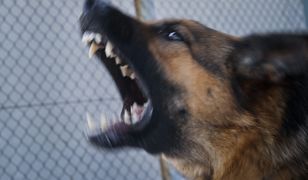 "Niebezpiecznie". Trzy psy rzuciły się na dziewczynę. Padł strzał