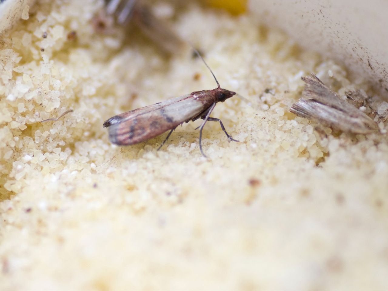 Najtańszy sposób na mole. Znikną w kilka sekund