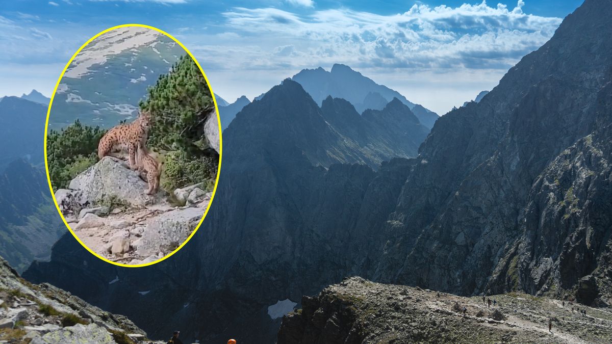 Na szlaku w TPN pojawiły się trzy rysie 