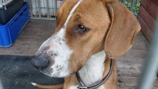 Czerwionka-Leszczyny: Pies zostawiony bez opieki. Właściciel może usłyszeć zarzut znęcania