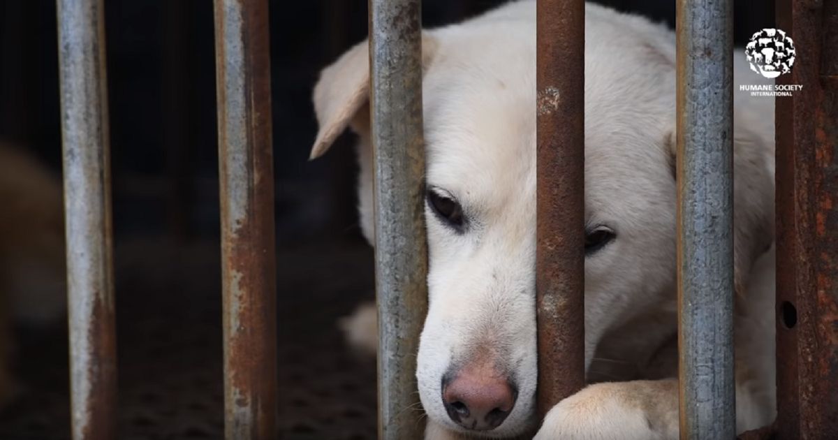 Rozbiórka największej ubojni psów w Korei Płd. Będzie park miejski