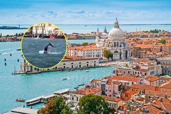 Delfin nową atrakcją Wenecji. Turyści narażają go na stres i niebezpieczeństwo