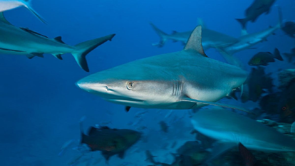 Rekiny szare rafowe łączą się w grupy