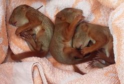 Kobieta uratowała trzy malutkie wiewiórki
