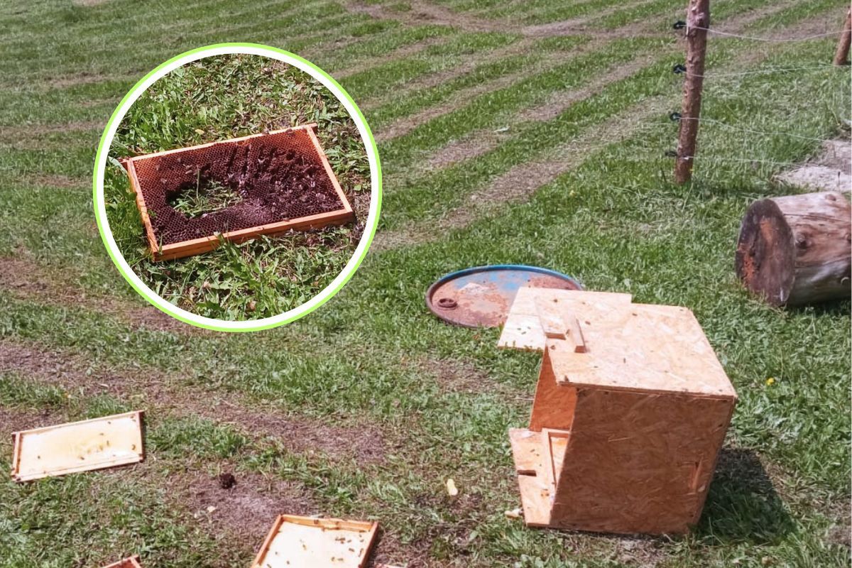 Taki widok zastali leśnicy. Teraz apelują