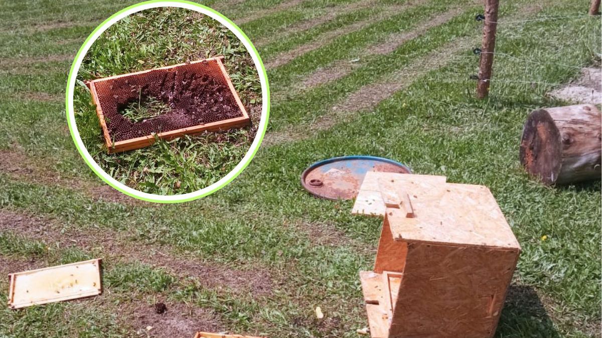 Taki widok zastali leśnicy. Teraz apelują