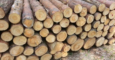 Przemysł meblarski potrzebuje więcej drewna
