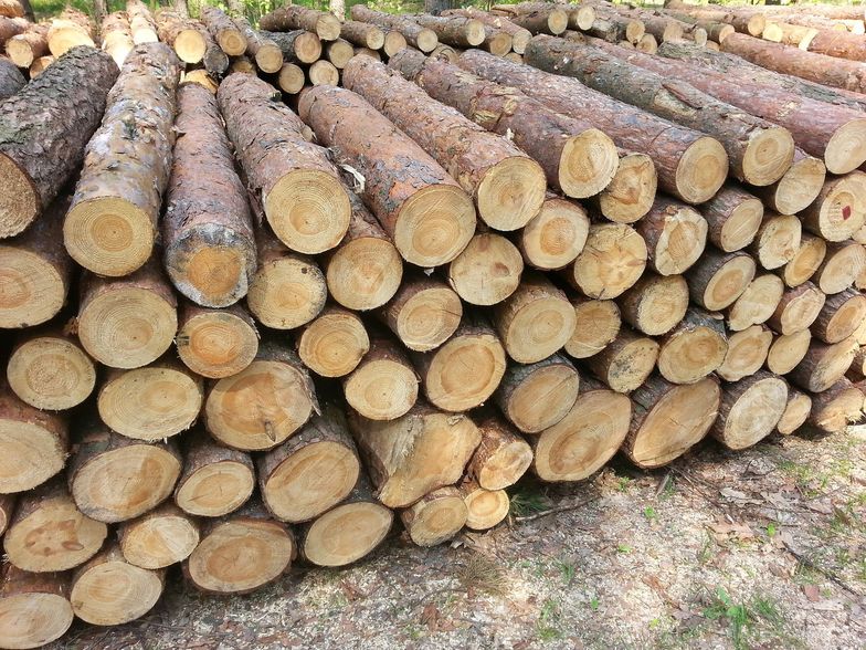 Przemysł meblarski potrzebuje więcej drewna