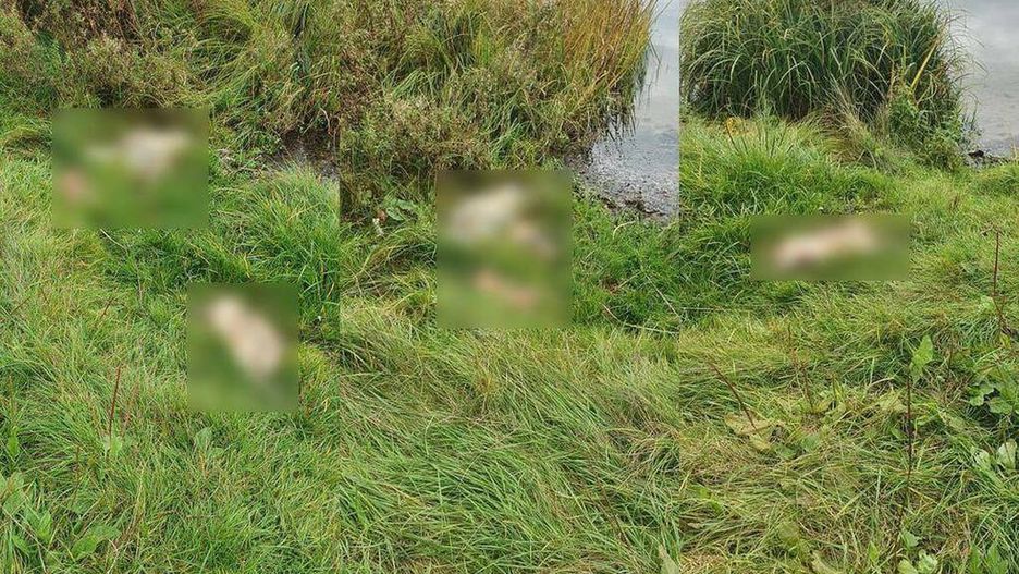 O znalezieniu martwych kotów poinformował sołtys Łubiany pod Kościerzyną