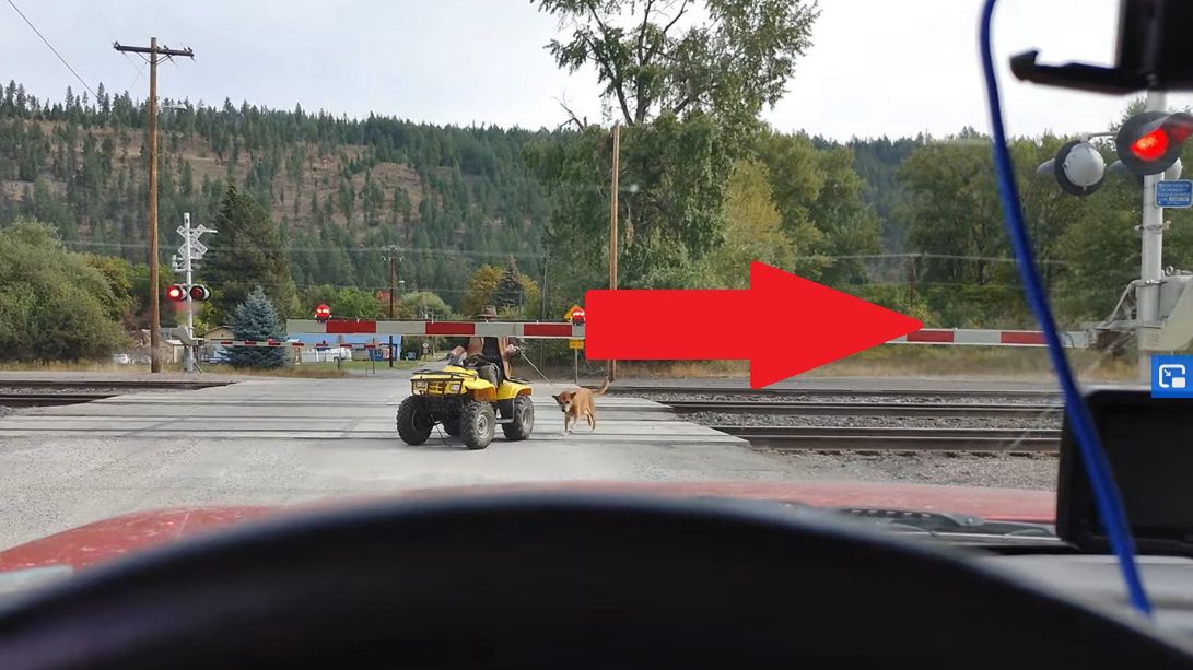 pociag pies mezczyzna