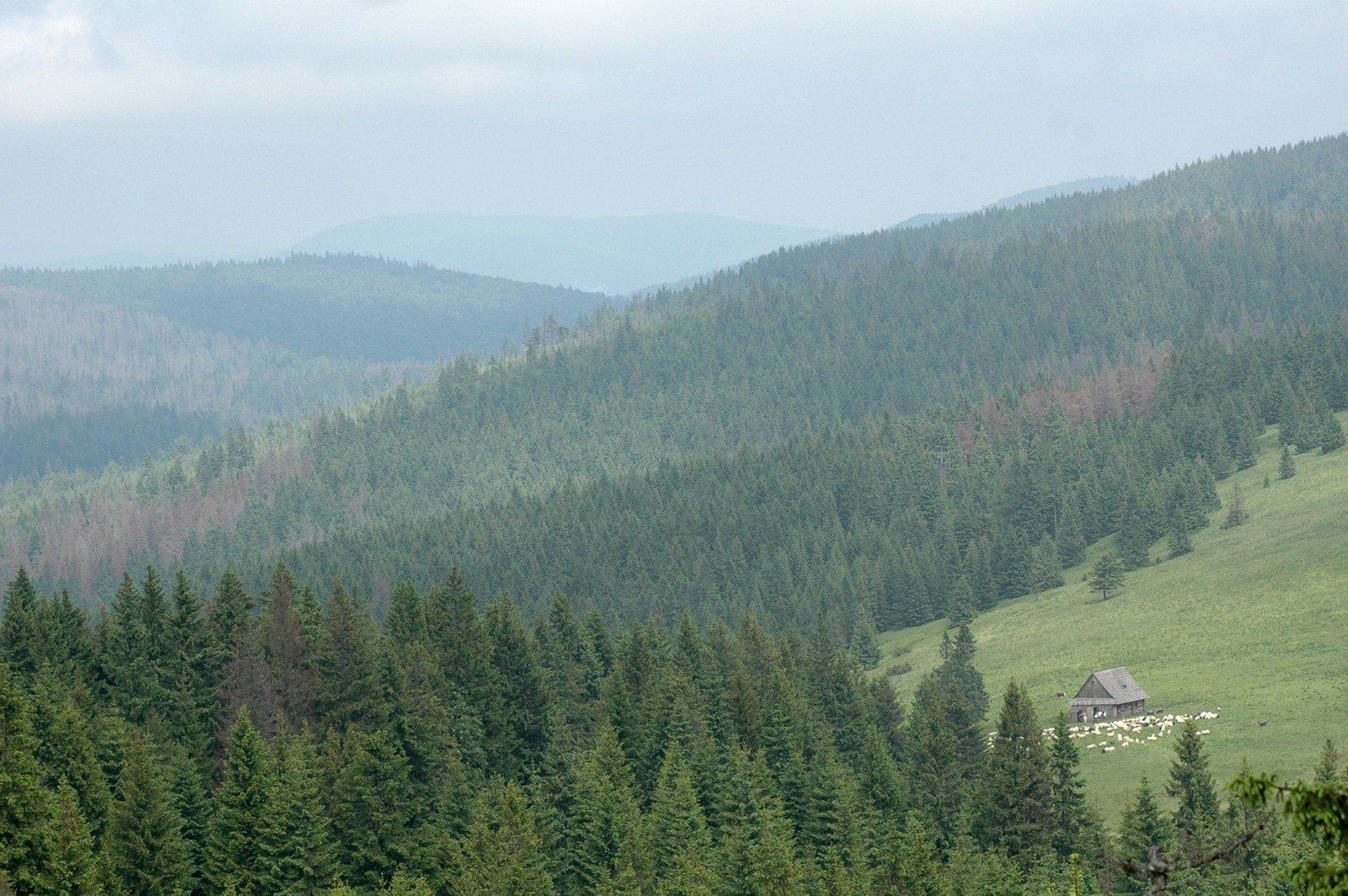 Turbacz słynie z pięknych widoków. Choć wierzchołek porasta las, od południowej strony przy dobrej pogodzie widać Tatry i Pieniny.