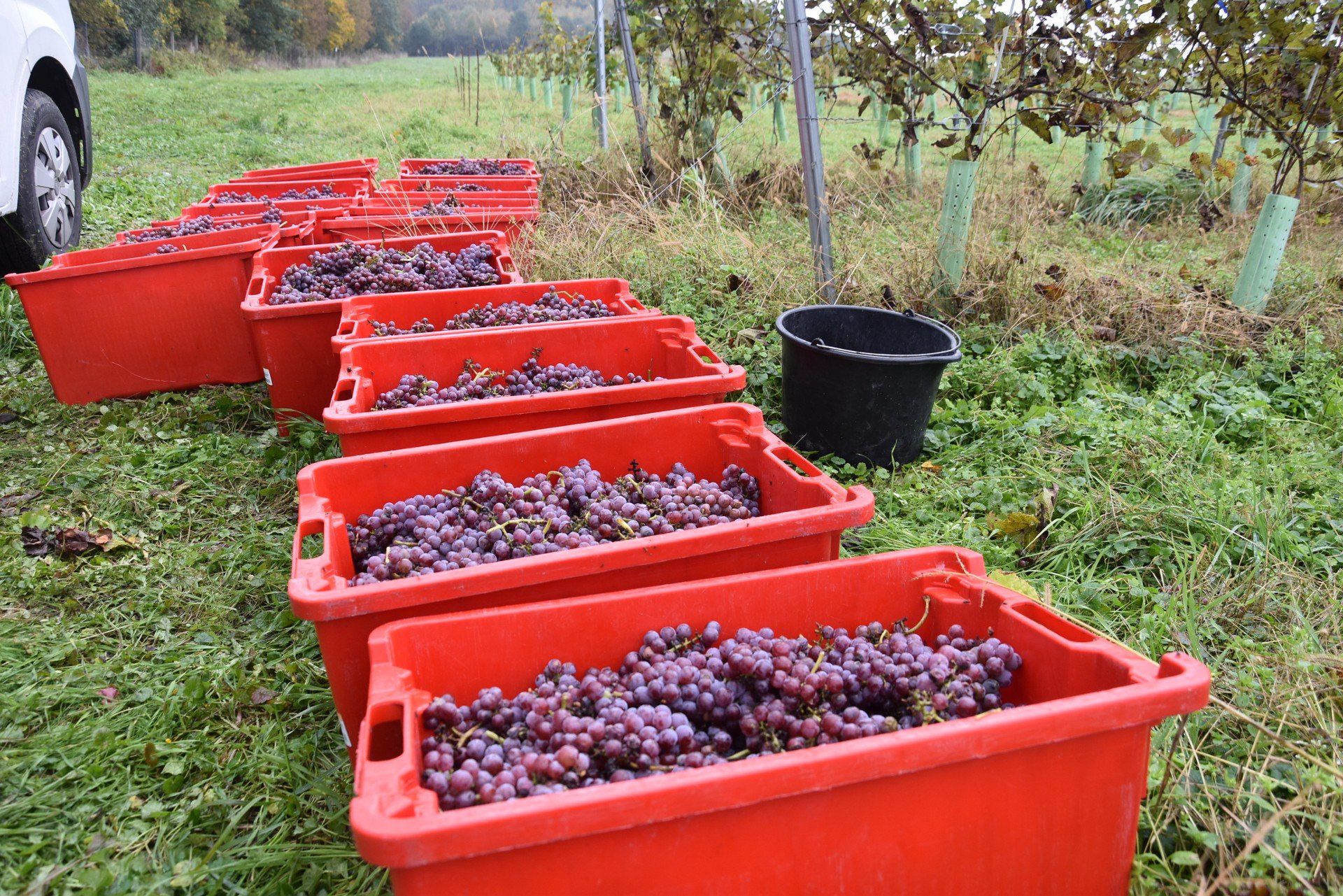 Zbiory winogron na Winnicy Tarnowskiej. Grzegorz Pachoł spodziewał się, że rośliny lepiej obrodzą, ale na przeszkodzie stanęły wiosenne przymrozki oraz dużo deszczowych dni