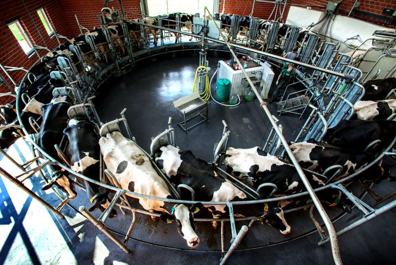 Światowy kryzys na rynku mleka zabije część polskich gospodarstw
