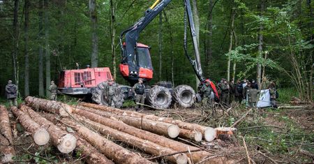 Komisja Europejska nie spieszy się z wnioskiem o kary za wycinkę puszczy. Chcą jeszcze przyjrzeć się sprawie