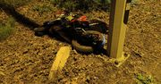 Zderzenie motocyklisty z łosiem koło Lublina. Nastolatek w szpitalu