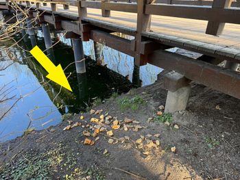 "Pieczywo, kebab, makaron". Urzędnicy apelują: nie dokarmiaj