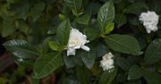 Gardenia – kwiat, który pachnie jak perfumy i zdobi wnętrze