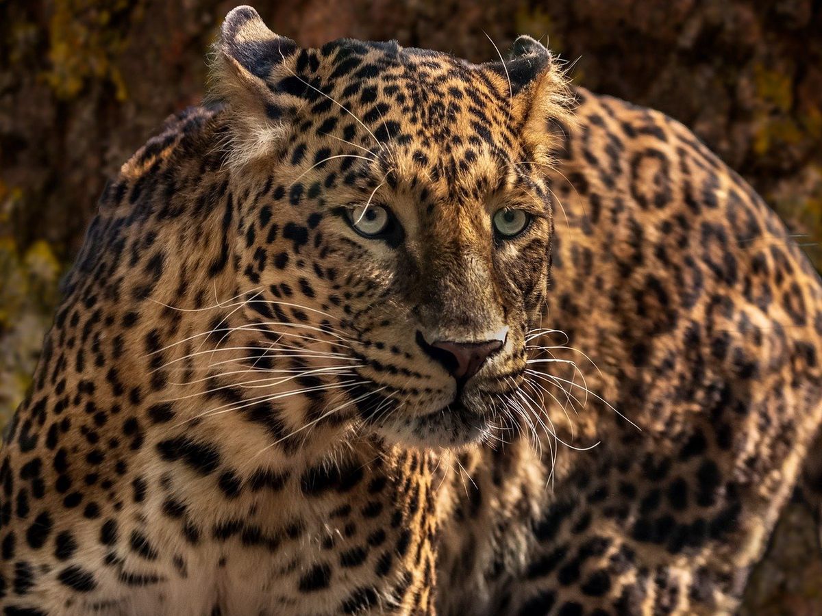Atak jaguara w zoo w USA. Źródło: Pixabay/edmondlafoto