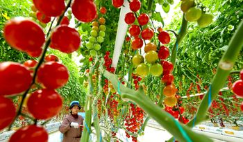 Polacy uwielbiają te warzywa. Mogą pomagać w walce z jedną chorobą