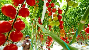 Polacy uwielbiają te warzywa. Mogą pomagać w walce z jedną chorobą