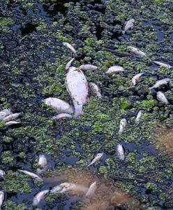 WWF alarmuje: w próbkach wody z Odry znaleziono amoniak