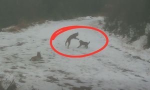 Kadry z głębi lasu. Nagle wyszły na ścieżkę i się zaczęło