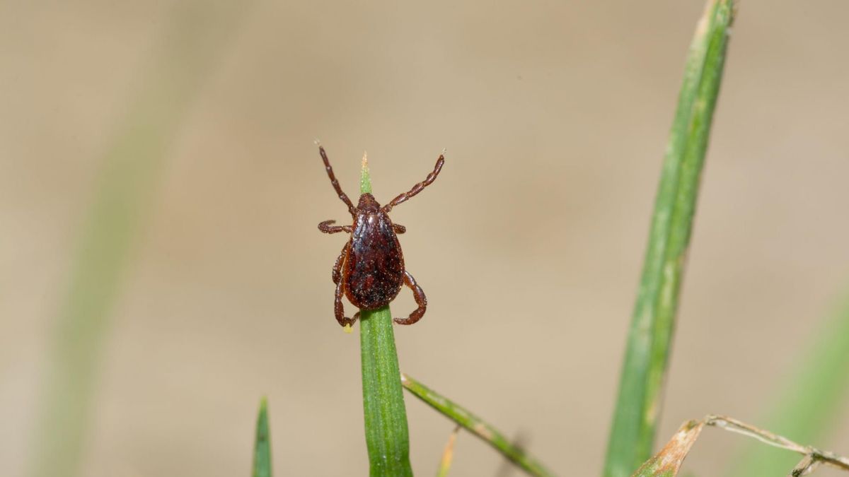 Anaplazmoza to choroba wywoływana przez kleszcze.