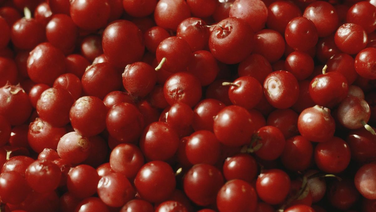 Tajemnicze owoce, które znajdziesz w polskich lasach. Niesłusznie się ich unika