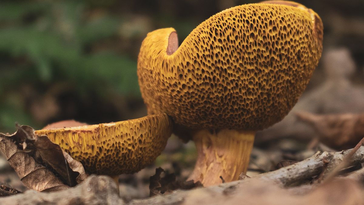 Pięknogrzybek brzoskwiniowy