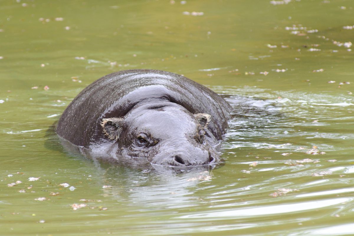 Hipopotam karłowaty, zdjęcie ilustracyjne
