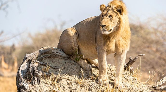 Królestwo drapieżników: Rebelia