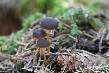 Już są pierwsze grzyby. Ten gatunek można znaleźć nawet w marcu