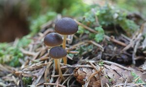 Już są pierwsze grzyby. Ten gatunek można znaleźć nawet w marcu