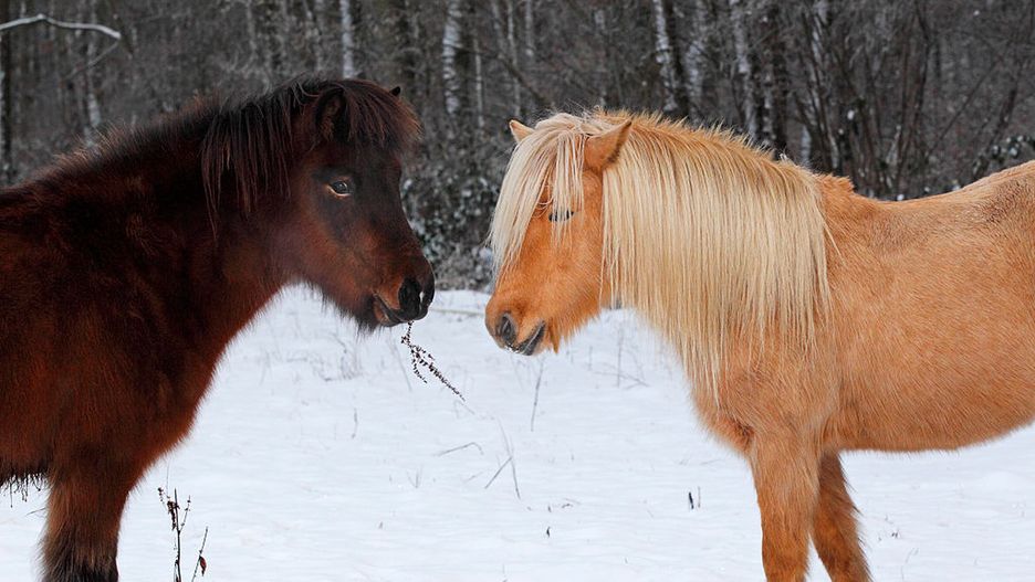 Niemcy. Postrzelono konia islandzkiego 