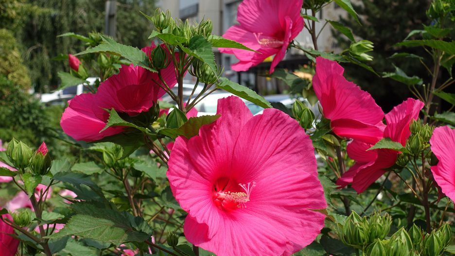 Kwiaty hibiskusa