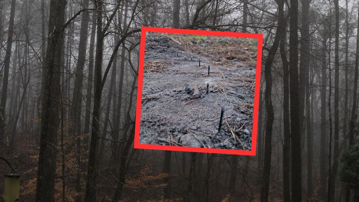 Niebezpieczna pułapka w lesie. Wstrząsający komunikat nadleśnict