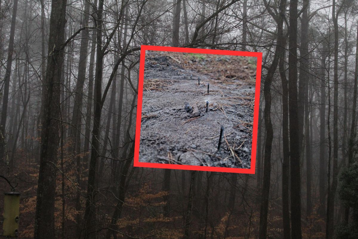 Zastawiona pułapka w lesie. Leśnicy apelują o ostrożność