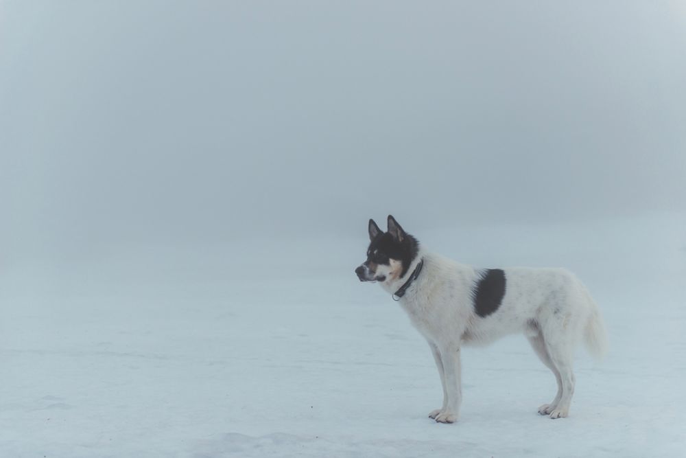 Fotograf rzucił pracę, by podróżować ze swoim psem - poznaj przygody Henrika Vikse i Akiaka 6