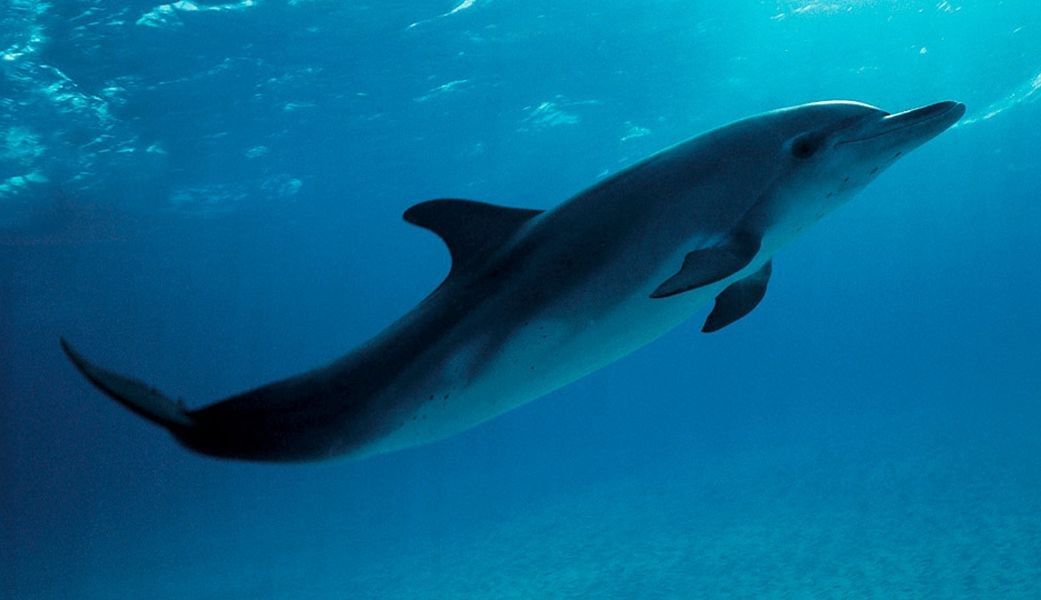 Centrum Edukacji i Ochrony Mórz: Ekolodzy mylą się w sprawie delfinarium
