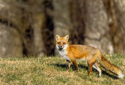 Szczepienie lisów trwa. Uwaga na spacerach