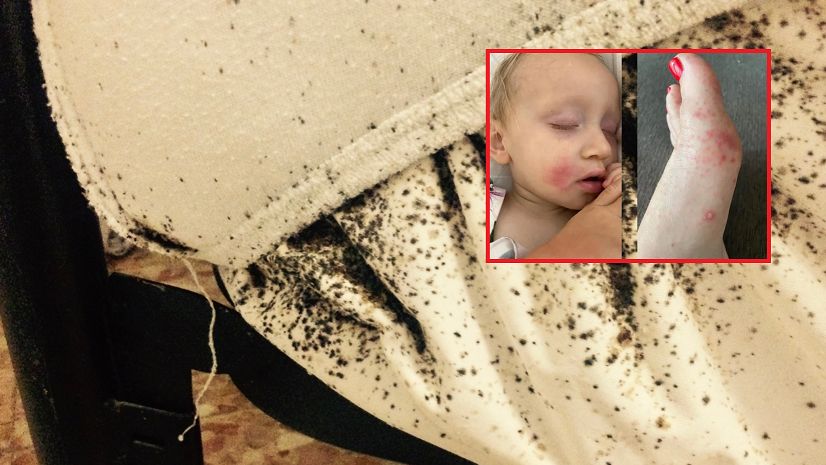 Urlop był niewypałem. Pluskwy zaatakowały już pierwszej nocy