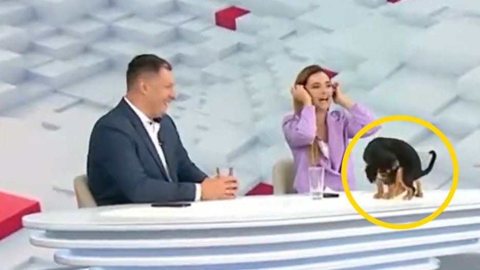 Piesek nie przejmował się ogólnokrajową widownią