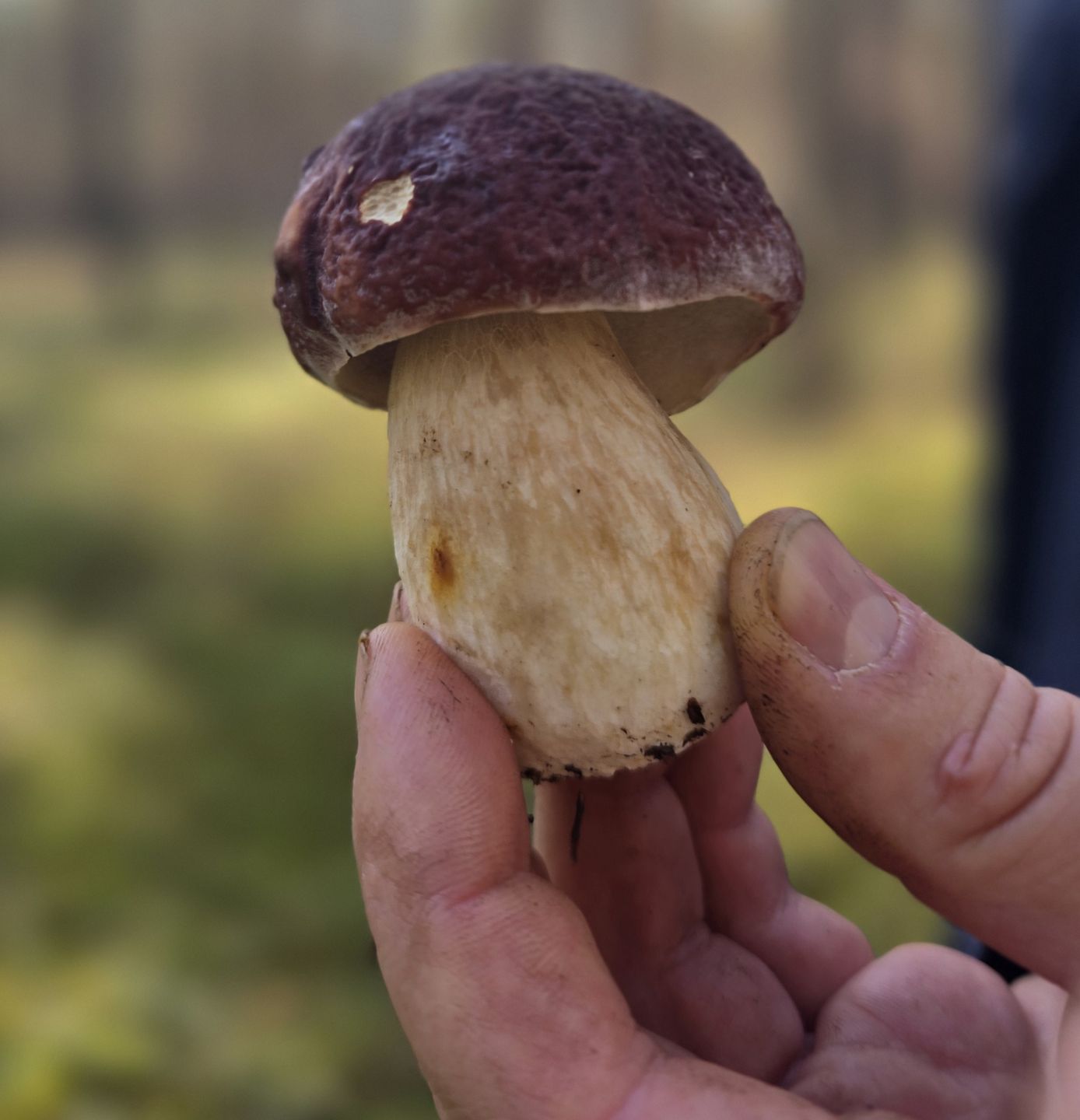 Grzybów jest już mniej, ale to jeszcze nie koniec sezonu.